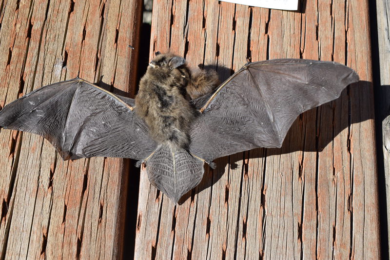 Little Brown Bat found dead at Taylor Ranch in the cabin near riparian meadow. Collected by Holly Akenson