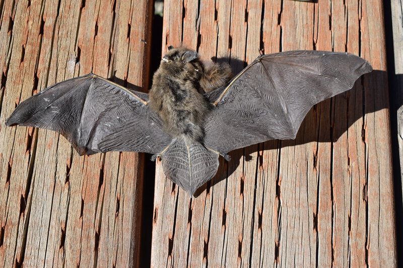 Little Brown Bat found dead at Taylor Ranch in the cabin near riparian meadow. Collected by Holly Akenson