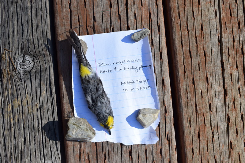 Back of Yellow-rumped Warbler male in breeding plumage. Collected by Melanie Thongs.