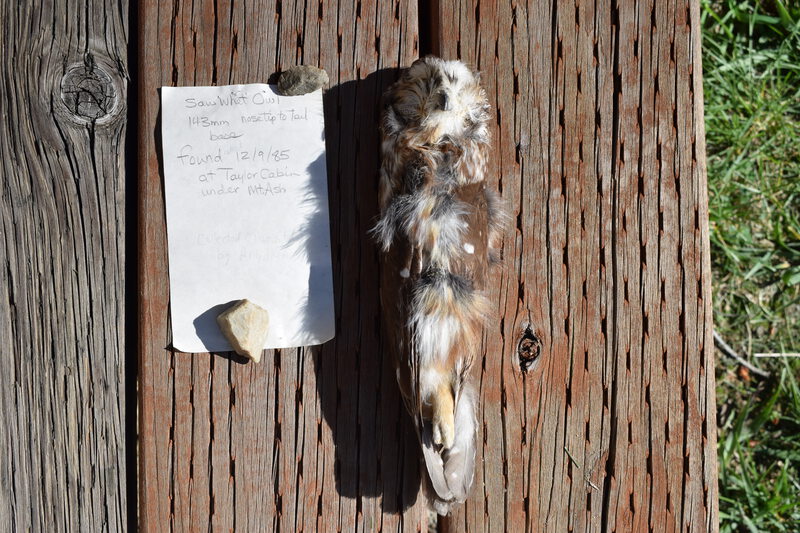 Front of Saw-whet Owl found at the Taylor Cabin under the Mountain Ash Tree.