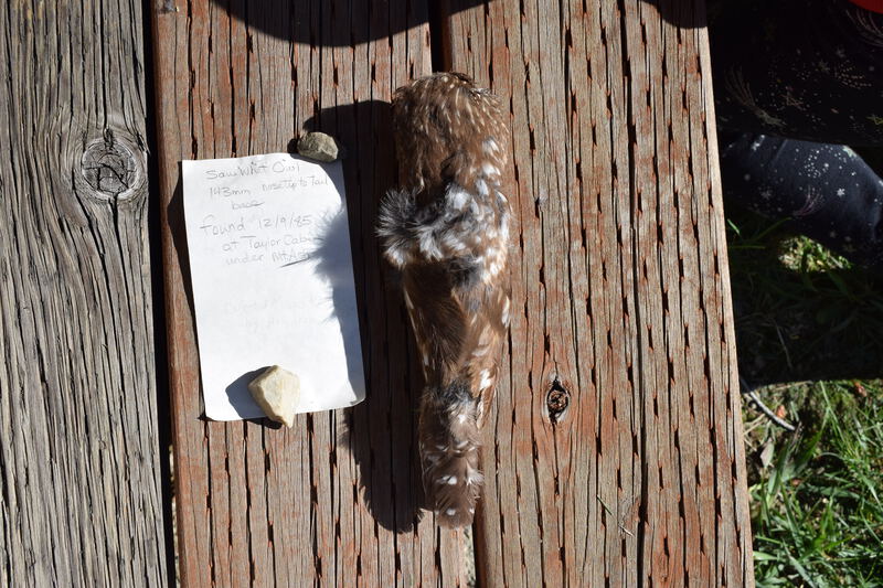 Back of Saw-whet Owl found at the Taylor Cabin under the Mountain Ash Tree.