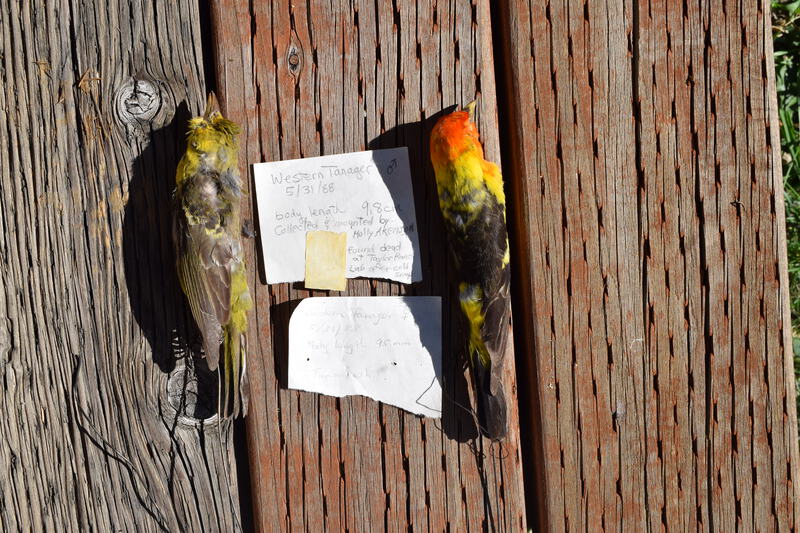 Backs of Male and Female Western Tanager found dead at Taylor Ranch Lab after a cold snap. Collected and Mounted by Holly Akenson.