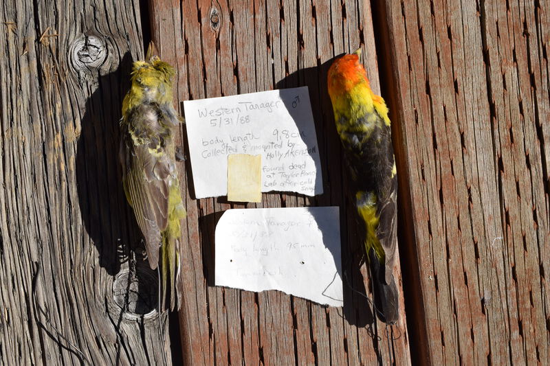 Backs of Male and Female Western Tanager found dead at Taylor Ranch Lab after a cold snap. Collected and Mounted by Holly Akenson.