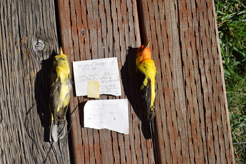 Fronts of Male and Female Western Tanager found dead at Taylor Ranch Lab after a cold snap. Collected and Mounted by Holly Akenson.