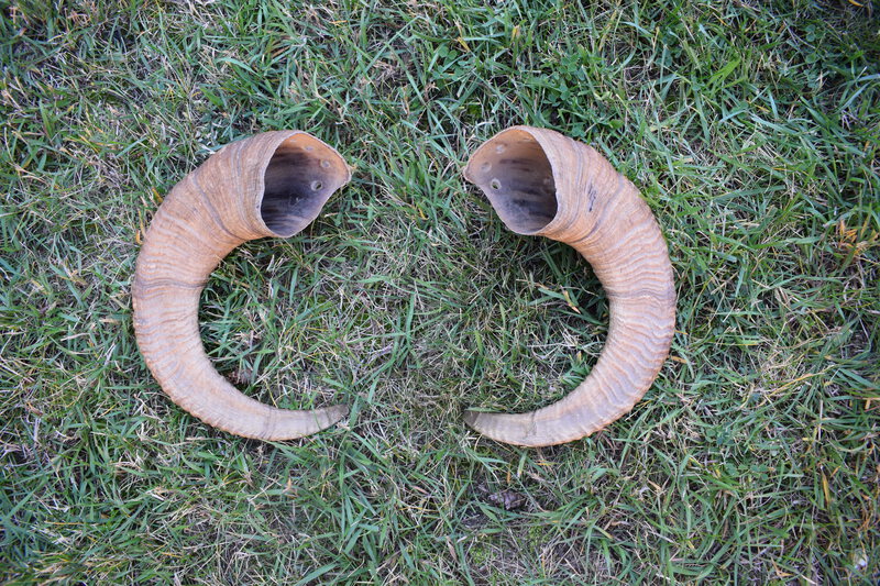 Bighorn Sheep Ram Horns