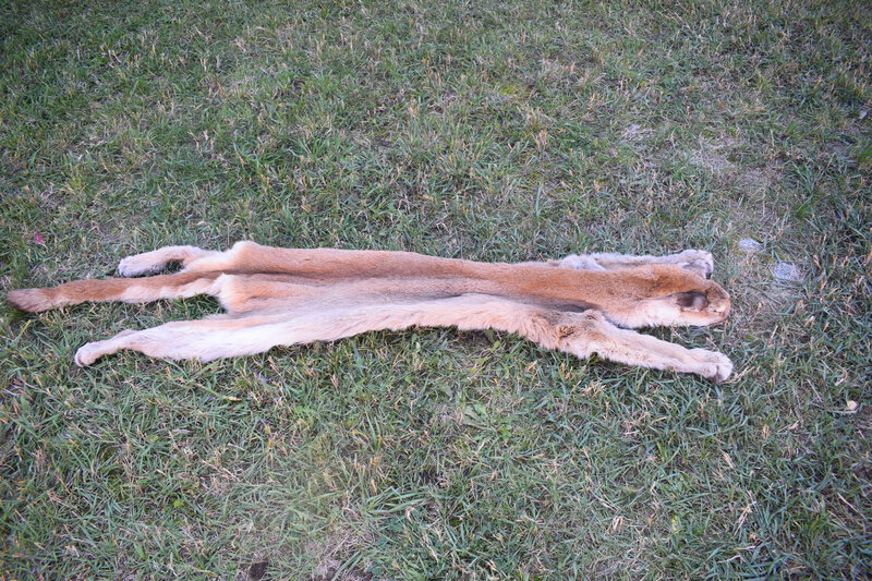 Mountain Lion Hide