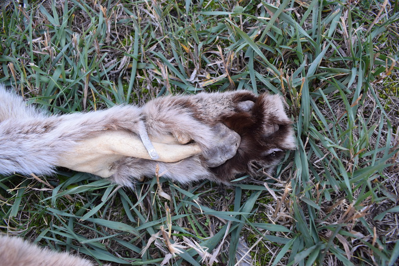 Mountain Lion Paw