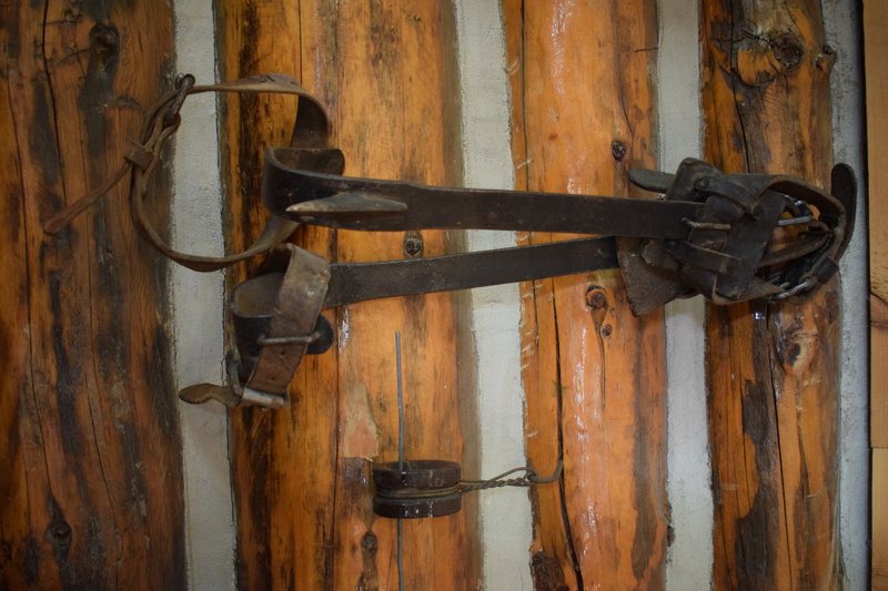 These are climbing spurs used for the mountain lion research done by Maurice Hornocker and Wilbur Wiles