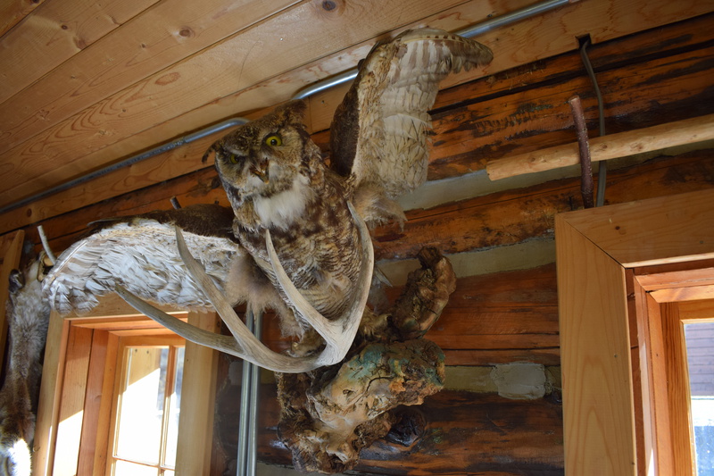 This owl was found dead by Jim and Holly Akenson and sent off to Oregon to be mounted. Ray Arnold from Arnold Aviation like it so much that he left it hanging above his desk in Cascade. One day Gary and Mona Koehler were at the airport with their pet bobcat Kamir. When the bobcat saw the mounted owl he attacked it. It was decided that it was finally time to get the owl back to Taylor Ranch and it was flown in.