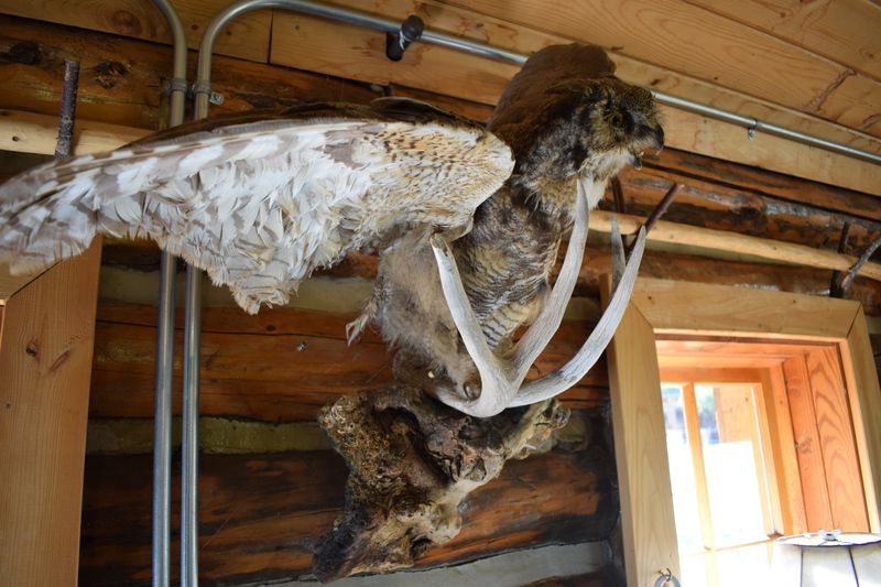 This owl was found dead by Jim and Holly Akenson and sent off to Oregon to be mounted. Ray Arnold from Arnold Aviation like it so much that he left it hanging above his desk in Cascade. One day Gary and Mona Koehler were at the airport with their pet bobcat Kamir. When the bobcat saw the mounted owl he attacked it. It was decided that it was finally time to get the owl back to Taylor Ranch and it was flown in.