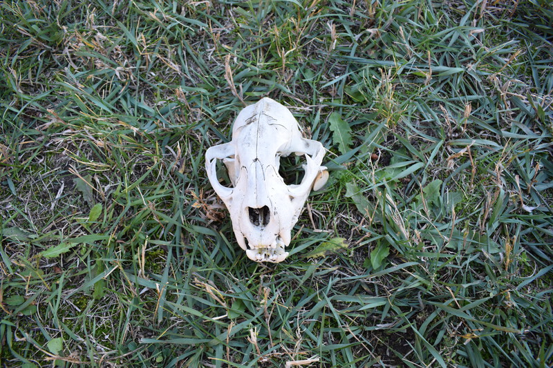 Bobcat Skull