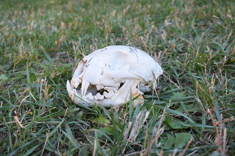 Bobcat Skull