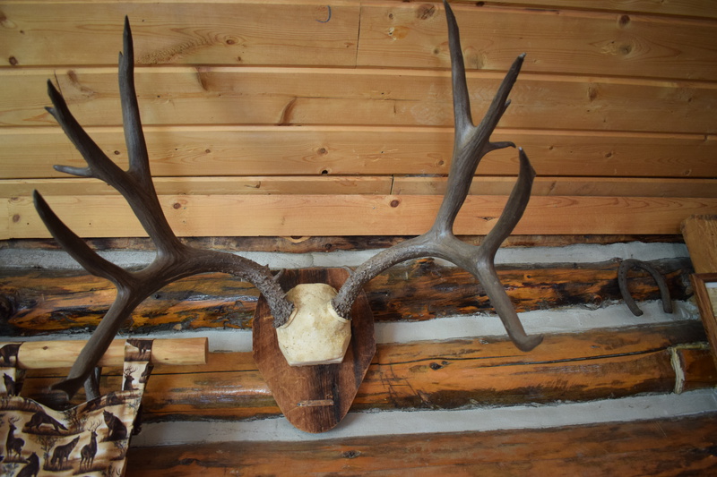 Jess Taylor's Mule Deer Antlers