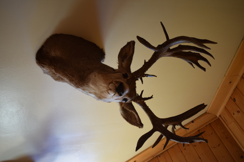 Mule Deer (1314)