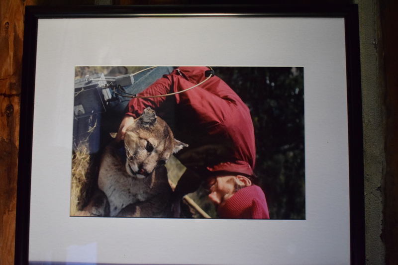 Maurice Hornocker with a mountain lion during one of his studies.