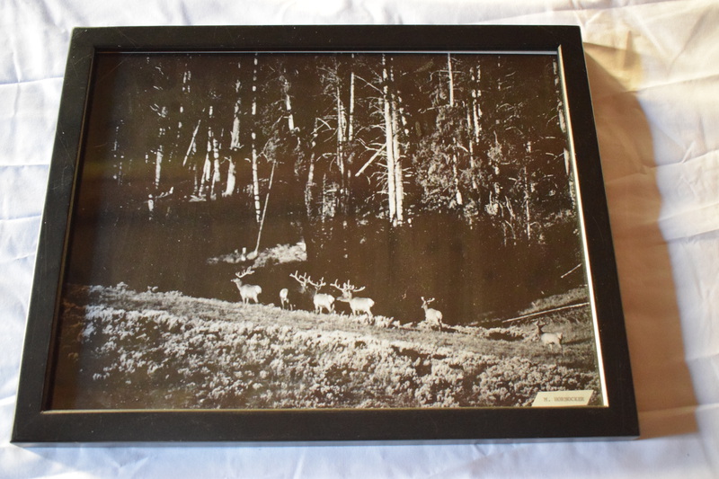 Picture of Elk taken by Maurice Hornocker