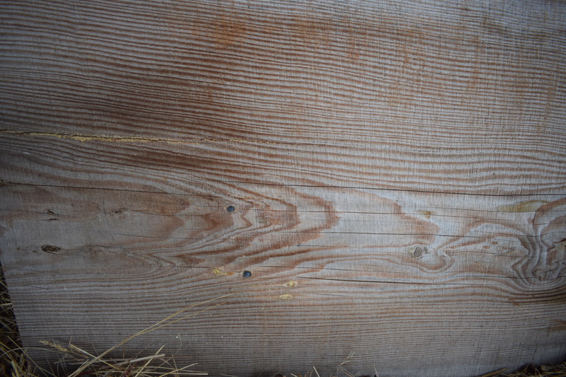 A tree once stood in front of the Dave Lewis Cabin. When it had to be cut, the tree was used to make boards. When planing down the planks, these bullets were found imbedded in the tree.