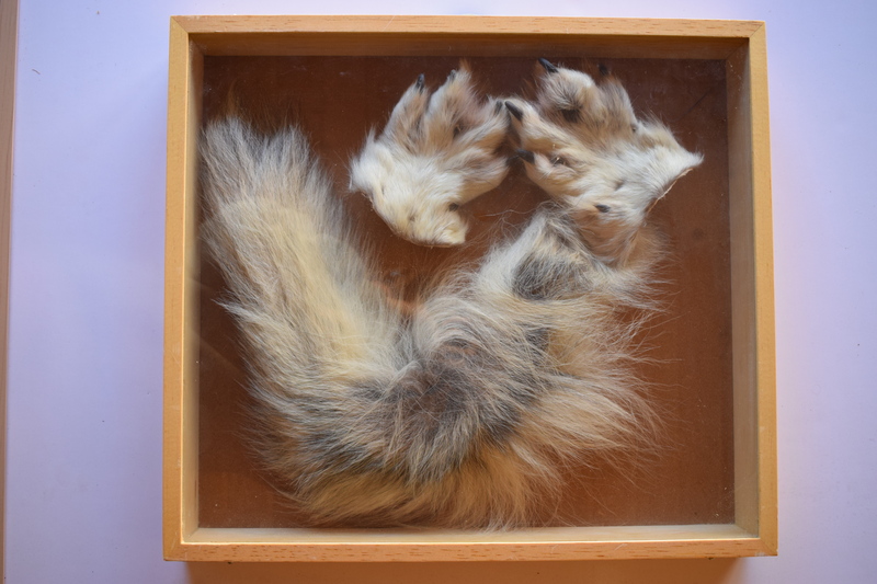 Wolf tail and paws in a glass case.