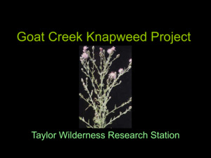 Goat Creek Knapweed Project