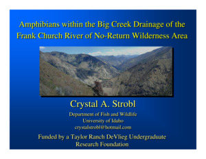 This presentation outlines amphibian research conducted in the 1990s at the Taylor Ranch and Big Creek Drainage, focusing on their distribution, habitat use, and the effects of wildfire disturbances on amphibian populations.