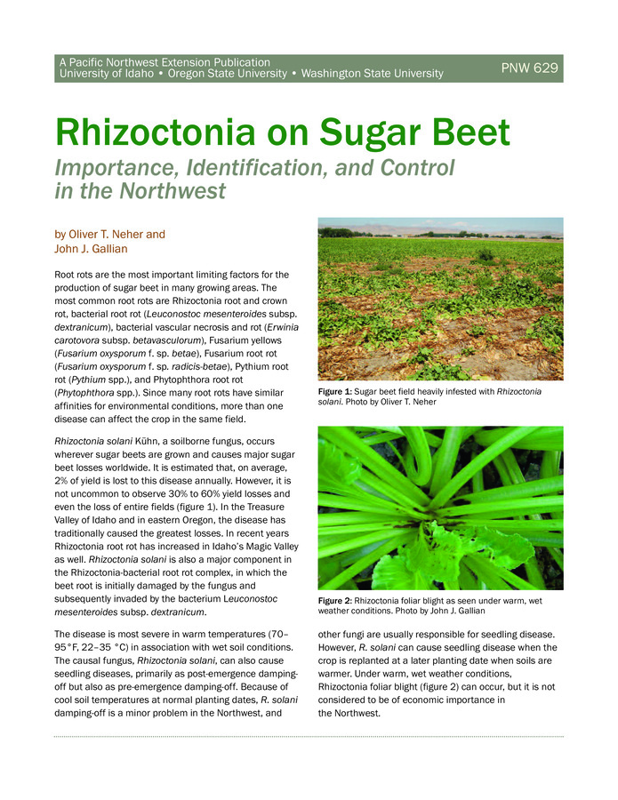 Color photographs illustrate symptoms of Rhizoctonia foliar blight and crown and root rot on sugar beet. The text discusses disease symptoms, the causal organism, and control measures including cultural practices, fungicides, beneficial organisms, and resistant varieties. 7 pp.