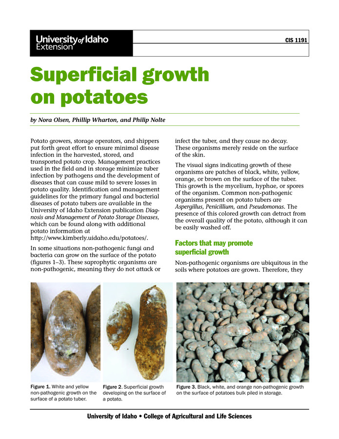 Non-pathogenic fungi and bacteria can in some circumstances grow on the surface of a potato. This publication describes the growth, explains factors that can promote the growth, and gives management practices to reduce the potential for its development. Color photos. 2 pages.