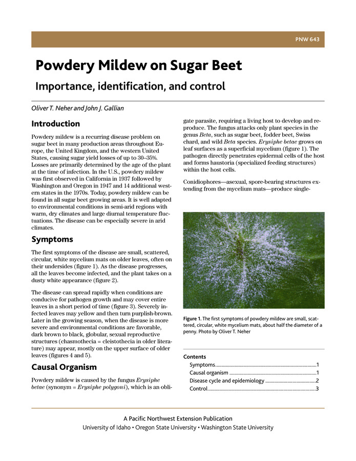 Powdery mildew on sugar beets can be particularly severe in arid climates, causing sugar yield losses of up to 35%. This publication describes the pathogen, its symptoms, the disease cycle and epidemiology, and control measures, including disease monitoring and use of tolerant varieties.