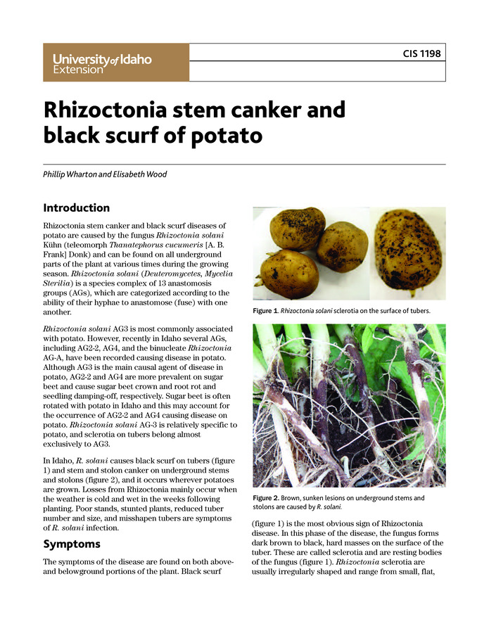 With a focus on Idaho conditions, this publication describes the symptoms and disease cycle of Rhizoctonia stem canker and black scurf in potatoes and recommends cultural and chemical control measures. Includes color photos of the disease caused by the fungus Rhizoctonia solani and an illustration of the disease life cycle.