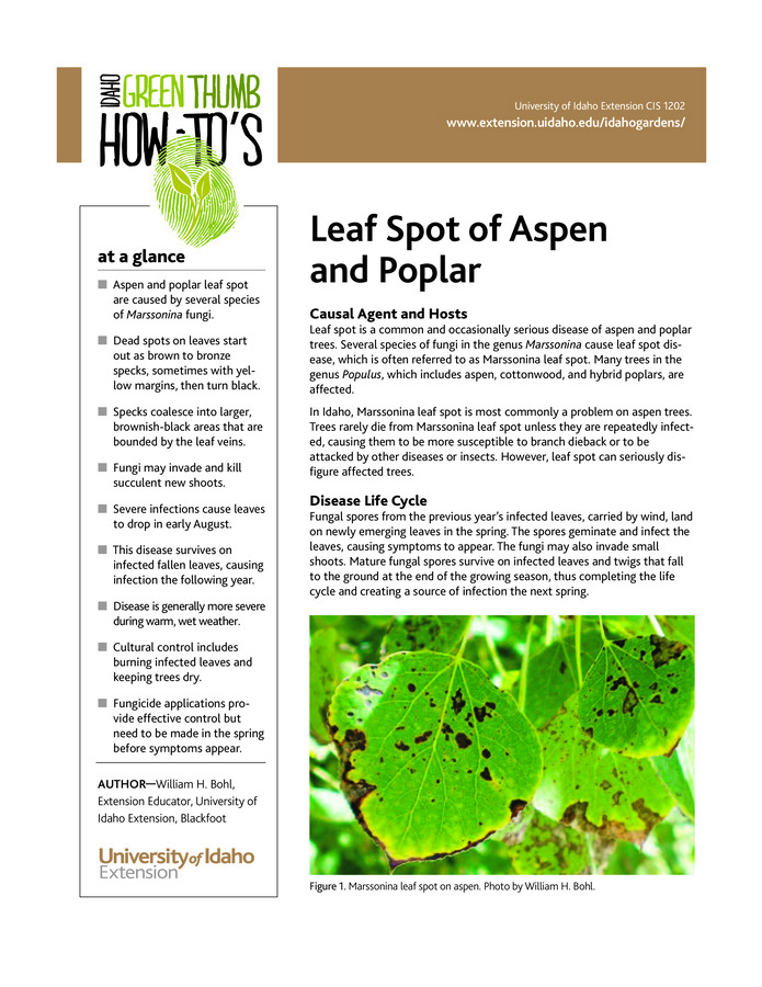 This fact sheet for home gardeners covers symptoms, life cycle, and control measures for leaf spot, a common and occasionally serious disease of aspen and poplar trees caused by fungi in the genus Marssonina.