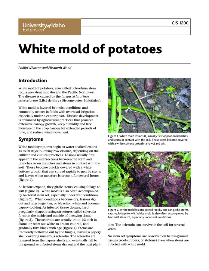 With a focus on Idaho conditions, this publication describes the symptoms and disease cycle of white mold in potatoes and recommends cultural, biological (with Conithirium minitans), and chemical control measures. Includes color photos of the disease caused by the fungus Sclerotinia sclerotiorum and an illustration of the disease life cycle.