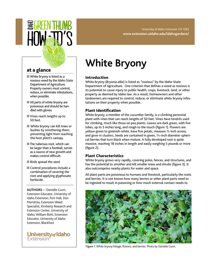 A poisonous noxious weed, white bryony grows rapidly and can smother and kill small trees and shrubs. Learn its characteristics and how to identify and control it. 2 pp.