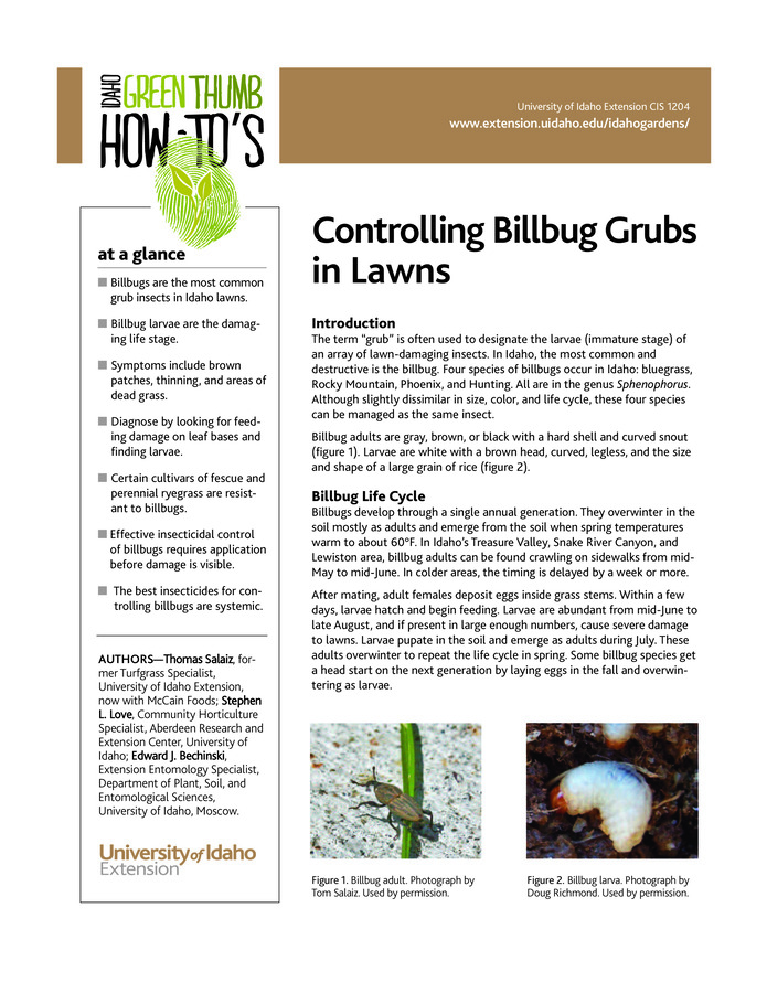 This publication describes symptoms and control strategies for billbug grubs (larvae) in Idaho lawns. Nonchemical strategies include growing grass varieties that are resistant to billbug feeding and applying certain nematodes or a fungus that attacks and kills the grubs. Chemical controls include contact and systemic insecticides.