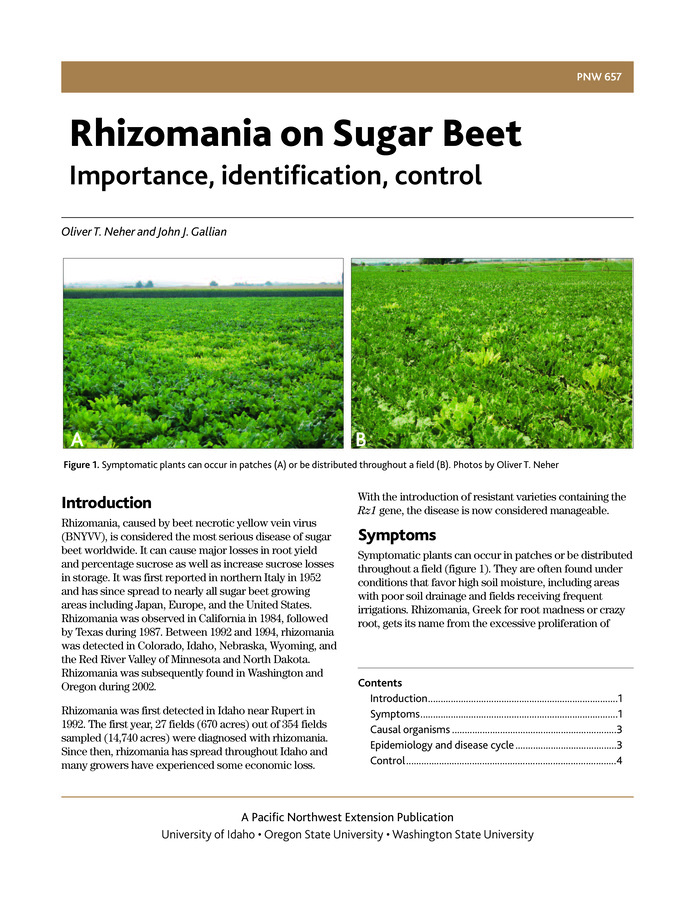 Rhizomania is the most serious disease of sugar beets worldwide. This publication describes the symptoms of the disease in the Pacific Northwest; its causes, epidemiology, and disease cycle; and methods of cultural control, including the use of resistant varieties.