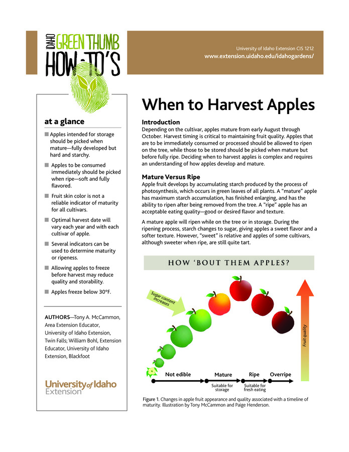 Find out how you can determine when your apples are ready for picking. The timing will differ depending on whether you want to eat the apples now or put them into storage.