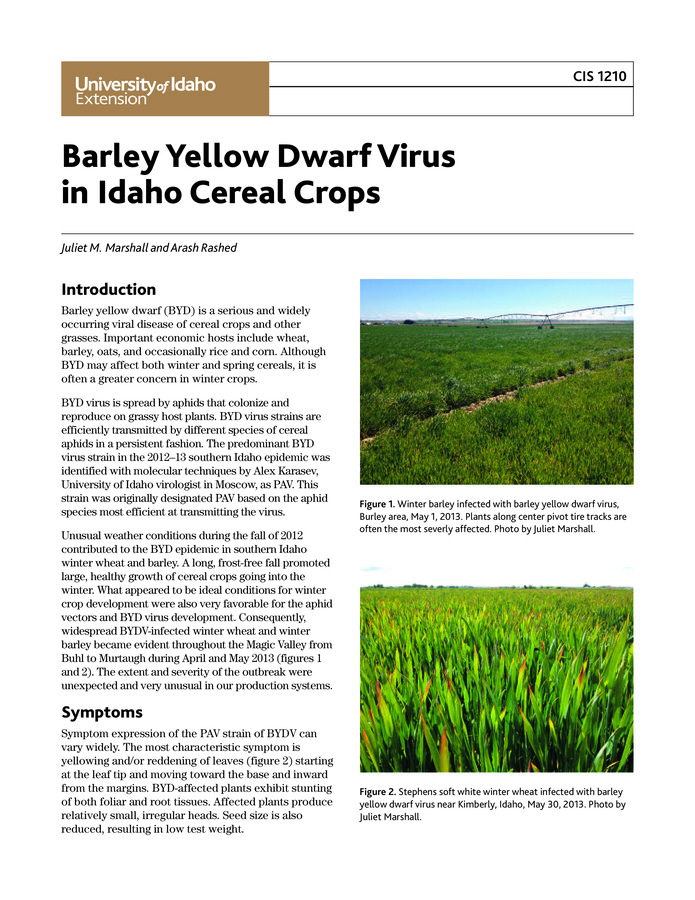 Describes the symptoms ,spread, and control measures for barley yellow dwarf, a viral disease spread by aphids.
