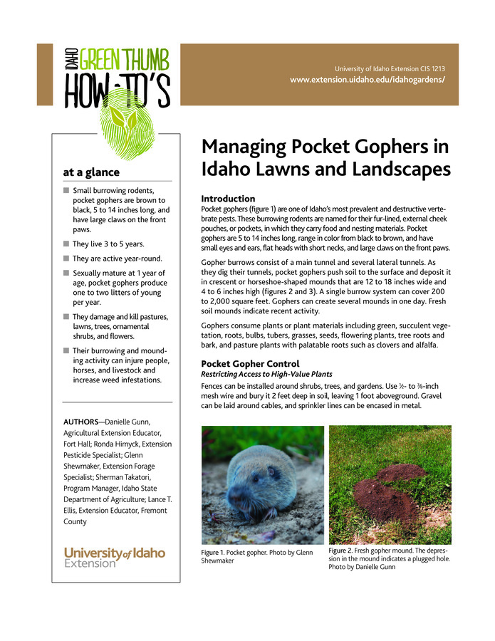 One of Idaho's most prevalent and destructive vertebrate pests, pocket gophers can be controlled by restricting their access to high-value plants, flooding gopher burrows, trapping, and poisoning.