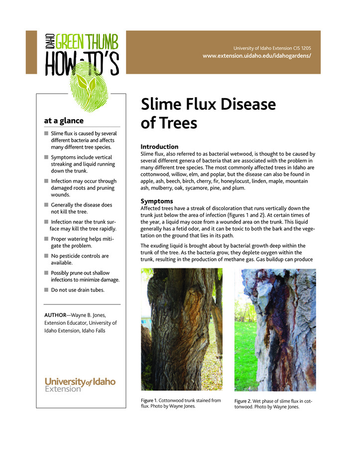 Slime flux, or bacterial wetwood, commonly affects the following Idaho trees: cottonwood, willow, elm, and poplar. Learn the symptoms of slime flux, the microbes responsible for it, and the practices you can undertake to control or prevent it.
