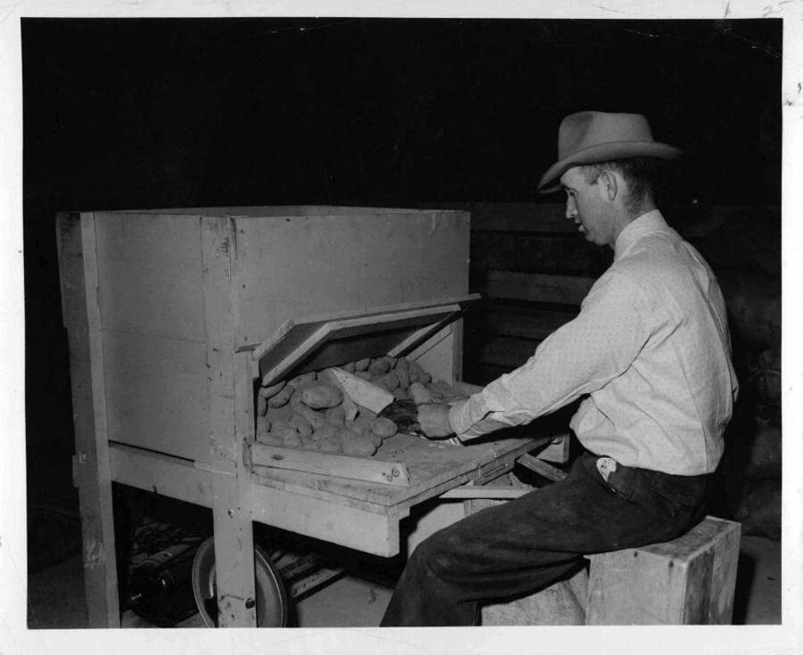 Dean James E. Kraus working with a a potato cutting machine. To help prevent ring rot in potatoes a seed piece machine, which is a rotary disc cutting machine in which the cutting knife constantly rotates in the disinfecting bath, is used. This machine, developed by the department of plant pathology and agricultural engineering, is widely used by Southern Idaho potato growers.  Large operators have four or five of the cutters hooked up in tandem.