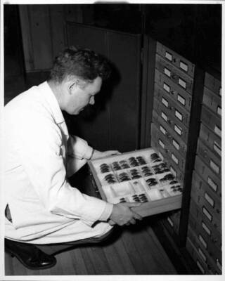 University Press Service: Removing a tray of long-horned beetles for classroom use is Dr. W. F. Borr, assistant entomologist in the University of Idaho College of Agriculture. Largest insects in the bug collections, these beetles are minor forest pests and sometimes bother fruit trees.