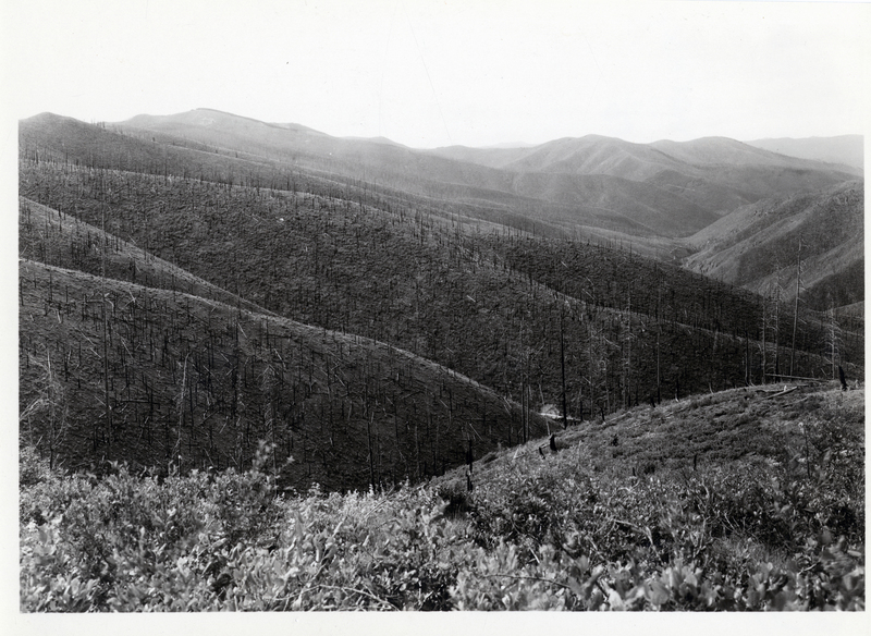 Picture of a freshly burned area in Slate Creek, near the Little North Fork of the St. Joe River. The same area had also burned in the 1910 fire and was salvage logged. Courtesy of W. G. Guernsey.