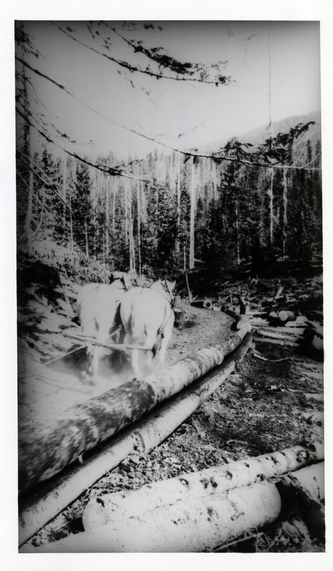 Horses trailing logs in chute. Emerald Creek. Creek Camp #2.Credit to U.S.D.A. Forest Service.