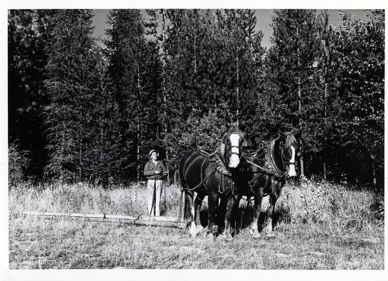 Team of Percherons skidding corral poles driven by Kenneth Smith at the Tree Farm, Hayden Lake, Idaho.