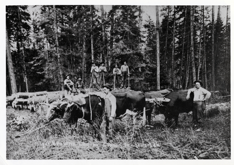Joseph Brown (with lead team of oxen) and his logging crew pose for a picture at Old Sanders, Benewah County, Idaho. Courtesy of Mrs. Day of Sanders, Idaho and Mrs. St. George of Fernwood, Idaho; daughters of Joseph Brown. According to Mrs. St. George the crew includes, with oxen left to right: Joe Brown and Nick Smith; in back left to right: John Jordan, Luther Laws, Charlie Gregg, Cyrus Magers, Mr. Nichols, and Sanford (Sandy) Brown.
