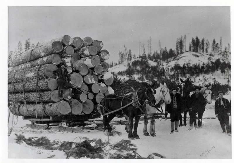 Sleigh load of logs drawn by horses. Ray Rauch operation near Newport, Washington. Load is a total of 12,400 board feet log measure) Men are left to right: Walt Cooley, Sean Cooley, Seifers Golt, and Ray R. Rauch. The haul was 6 miles and was run twice a day. It cost $2.75 per mile to mill. Courtesy Lester M. Tarbet.