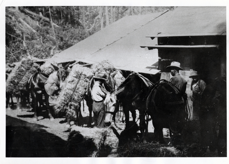 Kirtly & Stone mule pack string loaded with hay, 20 miles NE of Prichard, Idaho. The pack train is headed to Rose Lake. According to Dick Reed this was either the Falls Creek camp 2 or 3 of the Winton Lumber Company. Men are left to right: Bobby Sears, Bob Conners (packer in the 10 gallon hat), and an unidentified man.