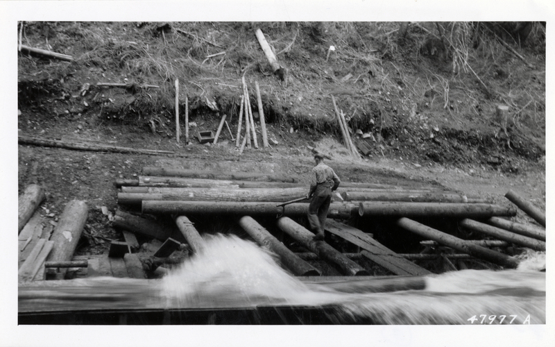 An empolyee rolling logs into Leiberg Creek flume, Little North Fork Coeur d'Alene River, Coeur d'Alene National Forest. Credit to the U.S.D.A. Forest Service.