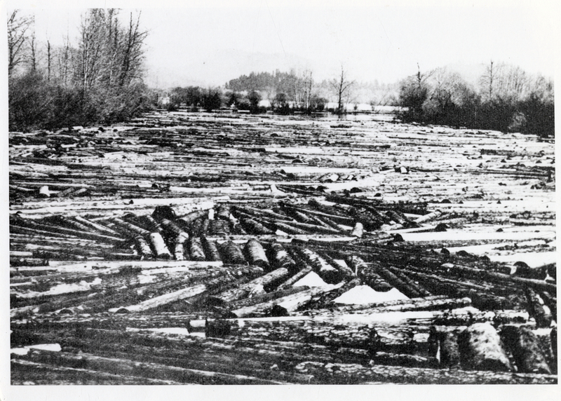 Logs stored in slough along St. Joe River.