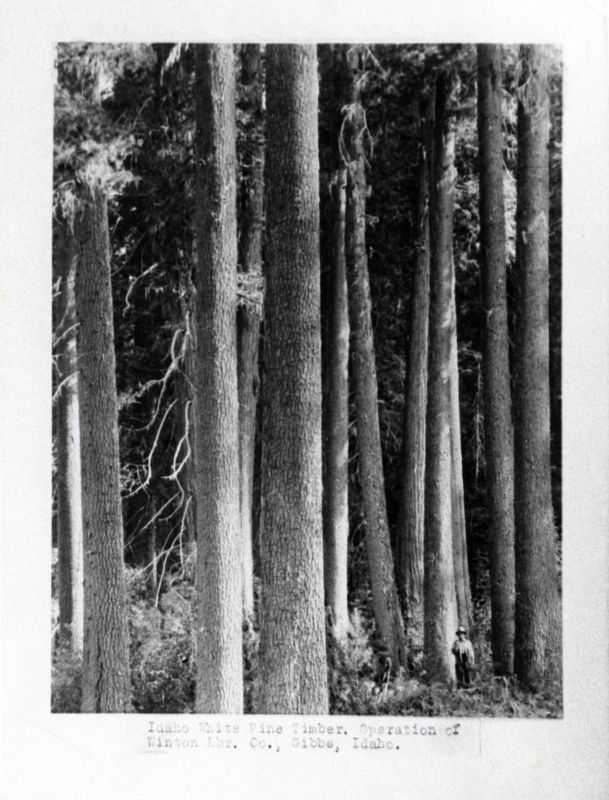 Pictured is a stand of white pine timber near Cascade Creek in  Coeur d'Alene National Forest. Operation of Winton Lumber Company, Gibbs, Idaho.