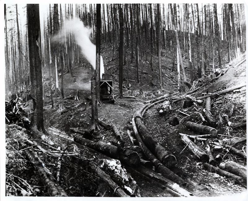A steam donkey trailing logs in a chute. Logging fire damaged timber in St. Joe-Big Creek area on a Fred Herrick operation. Courtesy of the St. Maries Gazette-Record.