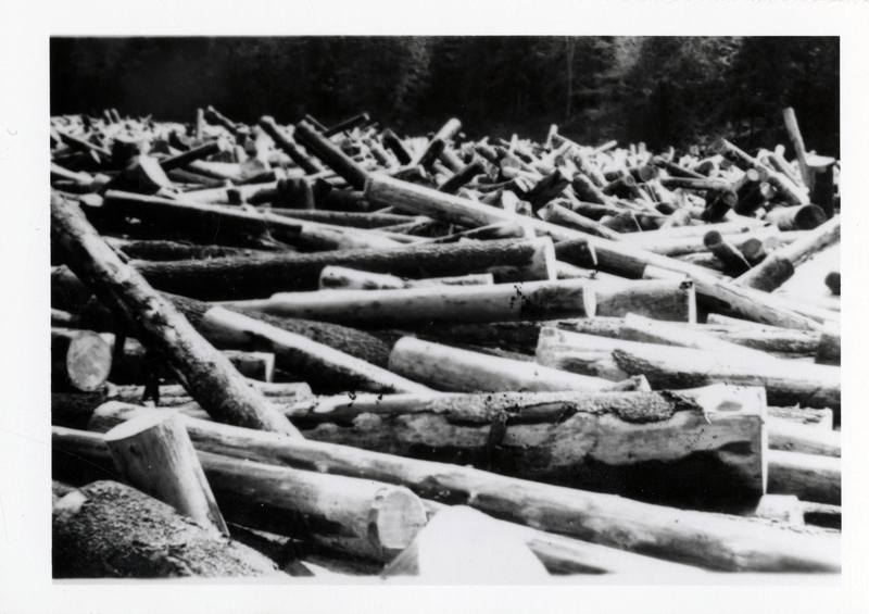 Large pile of logs laying in lumber pond.